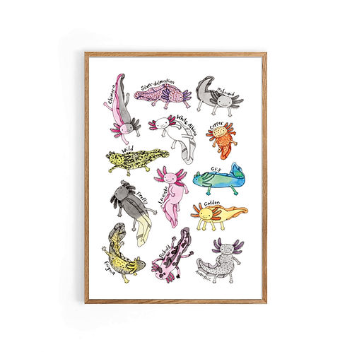 Nova & Me Axolotls A4 Print at Bibelot Leek UK Stockist