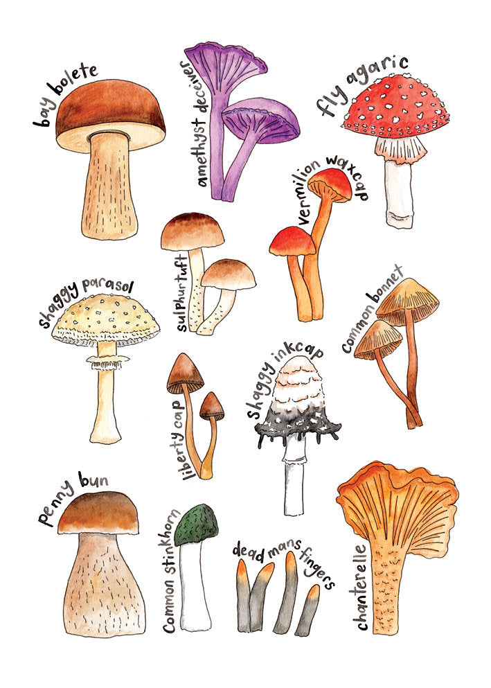 Nova & Me Mushrooms A4 Print